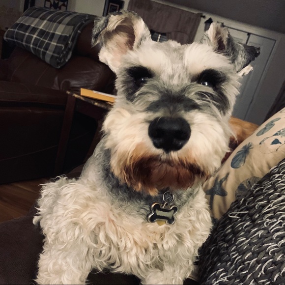 Meet your Posher, Justin - Picture 1 of 1